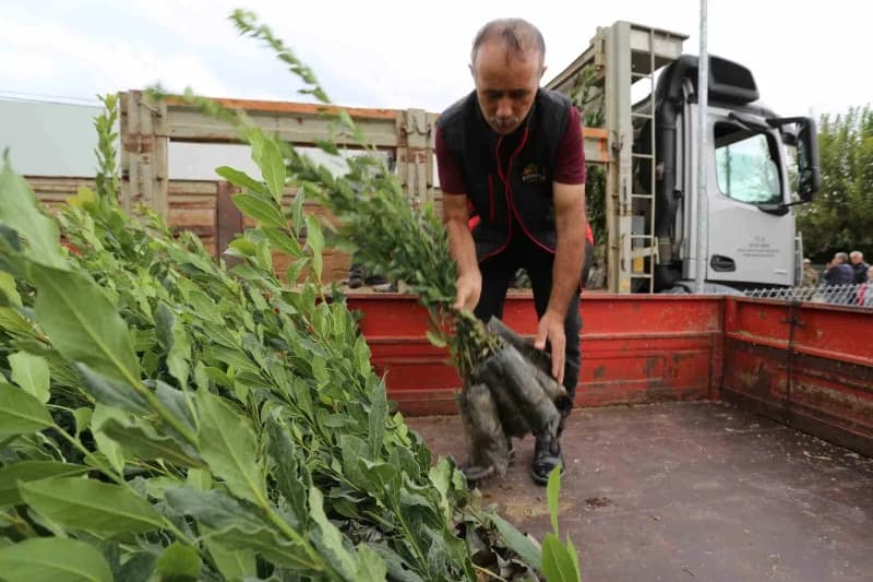 Muğla’nın Ula ilçesine bağlı Yeşilova Mahallesi’nde Defne hasadı ve fidan dağıtımı, Akyaka Mahallesi’nde ise avokado has
