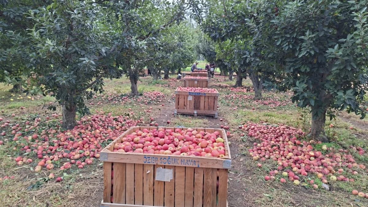 Denizli Çivril Işıklı Mahallesi'nde elma bahçesinde çalışan çiftçi Serkan Aymaz