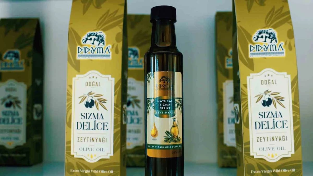 Didim Belediyesi, Zeytin hasadına başladı