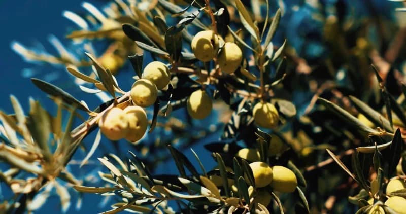 Didim Belediyesi, Zeytin hasadına başladı