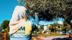 Didim Belediyesi ekipleri park ve yeşil alanlardaki zeytinleri toplayarak Didyma zeytinyağı üretimi için hazırlıyor