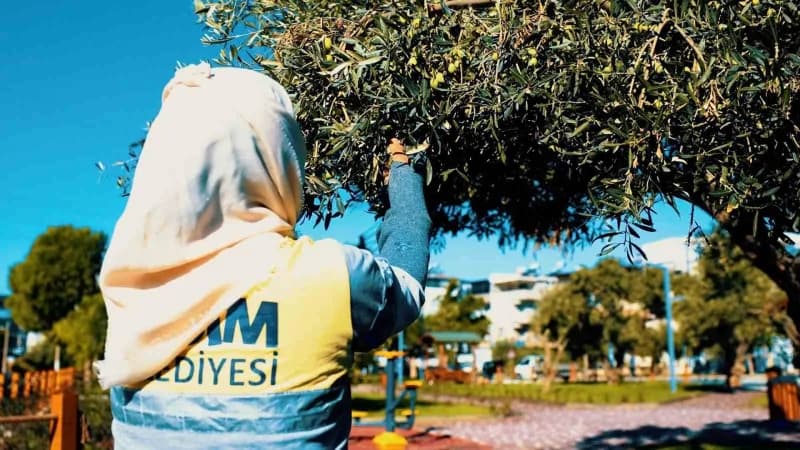 Didim Belediyesi ekipleri park ve yeşil alanlardaki zeytinleri toplayarak Didyma zeytinyağı üretimi için hazırlıyor