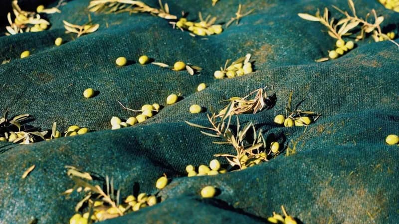 Didim Belediyesi, Zeytin hasadına başladı