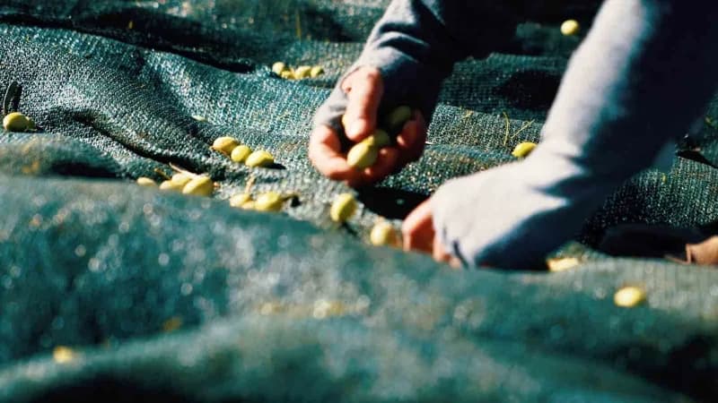 Didim Belediyesi, Zeytin hasadına başladı