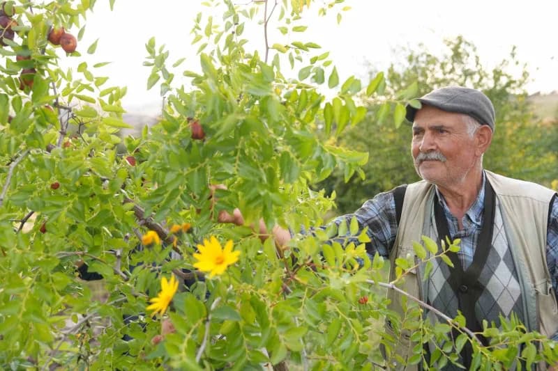 Ankara'nın Çubuk ilçesinde yaşayan emekli öğretmen İlhan Menekşe, deneme amacıyla diktiği 2 hünnap fidanından olumlu son