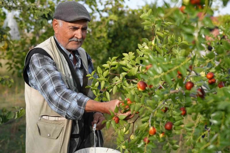 Emekli öğretmen İlhan Menekşe, hünnap yetiştiriciliğine tamamen merak sonucu başladığını söyledi.