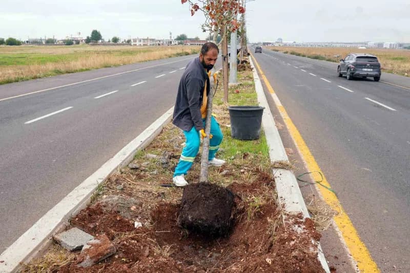 Diyarbakır Büyükşehir Belediyesi, yıl sonu için belirlediği toplam 21 bin ağaç, 100 bin çalı ve 1,5