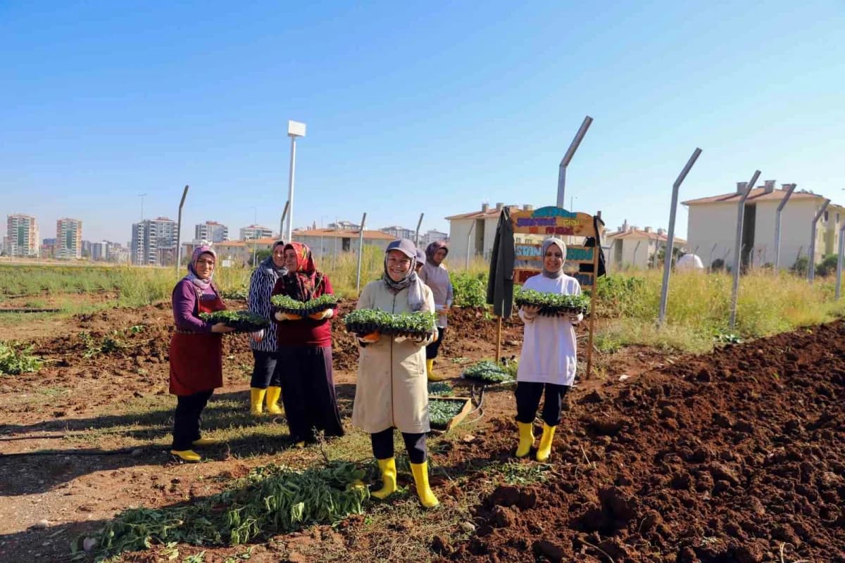 Diyarbakır Büyükşehir Belediyesinin Kadın Komün Kent Bostanında yazlık ürünlerin ardından kışlık ekim dönemi başladı. 18