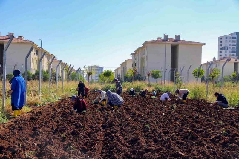 Diyarbakır Büyükşehir Belediyesinin Kadın Komün Kent Bostanında yazlık ürünlerin ardından kışlık ekim dönemi başladı. 18