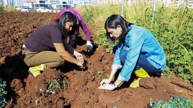 Diyarbakır Büyükşehir Belediyesinin Kadın Komün Kent Bostanında yazlık ürünlerin ardından kışlık ekim dönemi başladı. 18