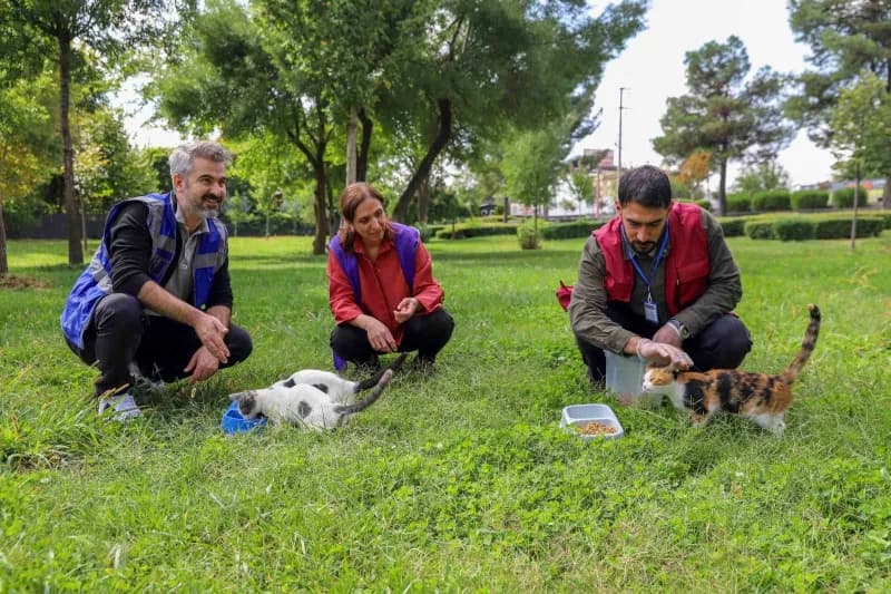 Diyarbakır’da sokak hayvanları için yapılan farkındalık çalışmasında besleme alanları ve veteriner hekimler görev başınd