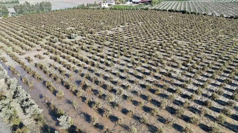 Hatay'ın Arsuz ilçesinde etkili olan ceviz büyüklüğündeki dolu yağışı, hasadına hazırlanan 100 dönümlük bahçede yetiştir