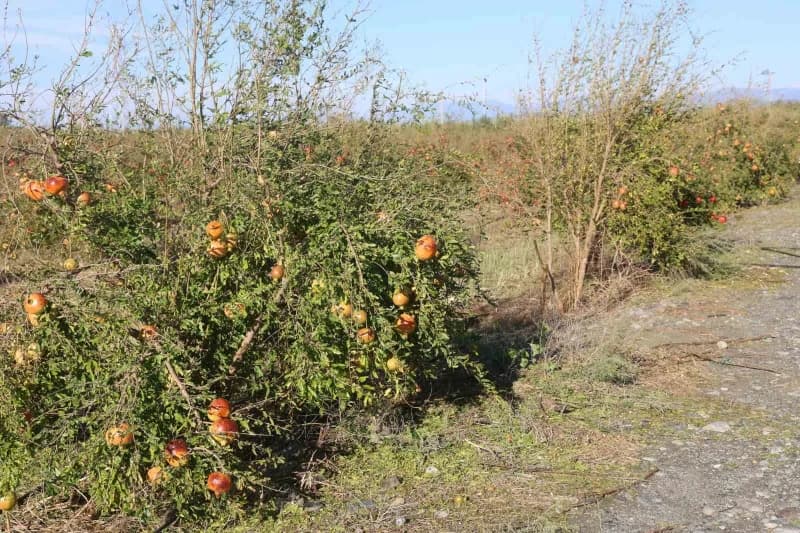 Hatay'ın Arsuz ilçesinde etkili olan ceviz büyüklüğündeki dolu yağışı, hasadına hazırlanan 100 dönümlük bahçede yetiştir