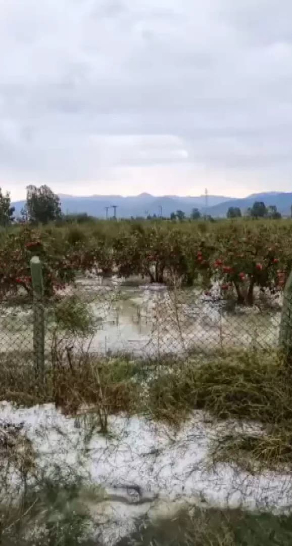 Hatay'ın Arsuz ilçesinde etkili olan ceviz büyüklüğündeki dolu yağışı, hasadına hazırlanan 100 dönümlük bahçede yetiştir