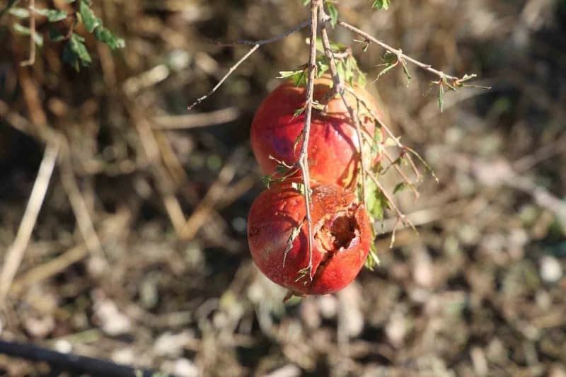 Hatay'ın Arsuz ilçesinde etkili olan ceviz büyüklüğündeki dolu yağışı, hasadına hazırlanan 100 dönümlük bahçede yetiştir