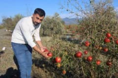 Hatay Arsuz'da ceviz büyüklüğünde dolu yağışı sonrası zarar gören nar bahçesi