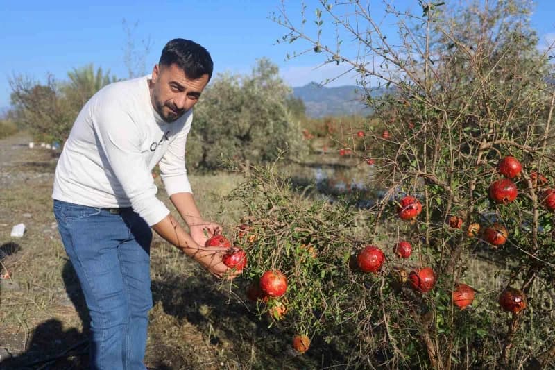 Hatay Arsuz'da ceviz büyüklüğünde dolu yağışı sonrası zarar gören nar bahçesi