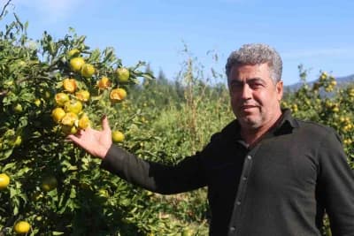 Hatay Arsuz’da ceviz büyüklüğünde dolu yağışı sonrası zarar gören erkenci mandalina bahçesi