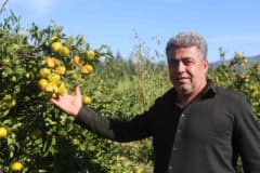 Hatay Arsuz’da ceviz büyüklüğünde dolu yağışı sonrası zarar gören erkenci mandalina bahçesi