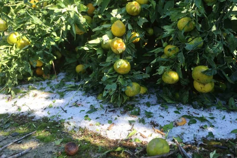 Hatay'ın Arsuz ilçesinde etkili olan ceviz büyüklüğündeki dolu yağışı, hasada hazırlanan 25 dönümlük mandalina bahçesind