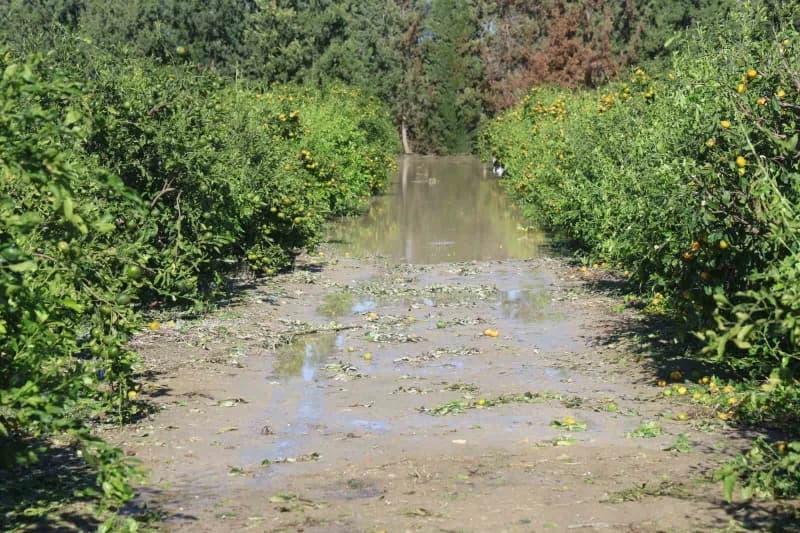 Hatay'ın Arsuz ilçesinde etkili olan ceviz büyüklüğündeki dolu yağışı, hasada hazırlanan 25 dönümlük mandalina bahçesind