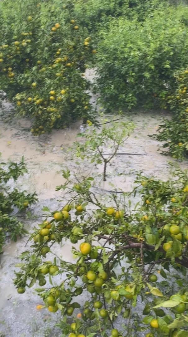 Hatay'ın Arsuz ilçesinde etkili olan ceviz büyüklüğündeki dolu yağışı, hasada hazırlanan 25 dönümlük mandalina bahçesind