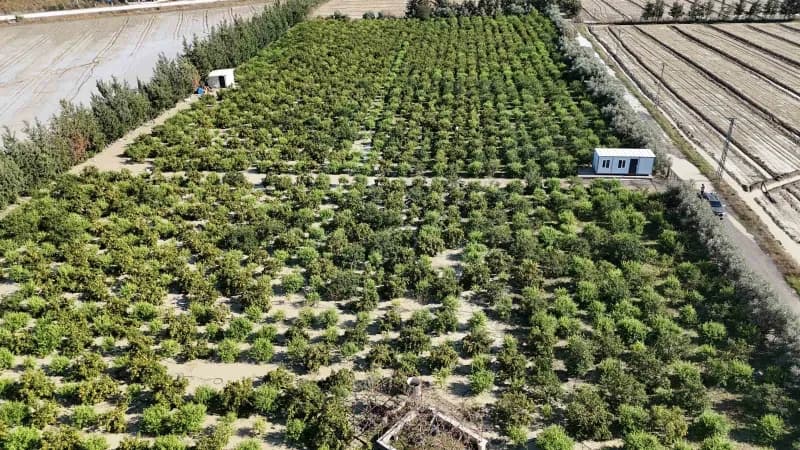 Hatay'ın Arsuz ilçesinde etkili olan ceviz büyüklüğündeki dolu yağışı, hasada hazırlanan 25 dönümlük mandalina bahçesind