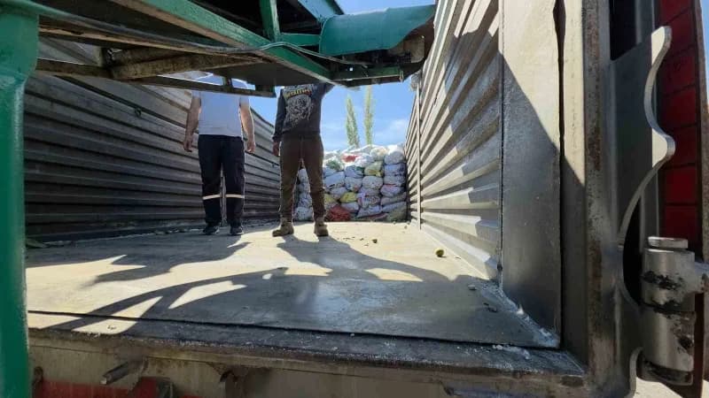 Domaniçli ceviz üreticileri destek bekliyor