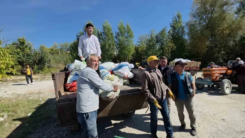 Domaniç ilçesinde ceviz bahçelerinde çalışan üreticiler ve ceviz hasadı