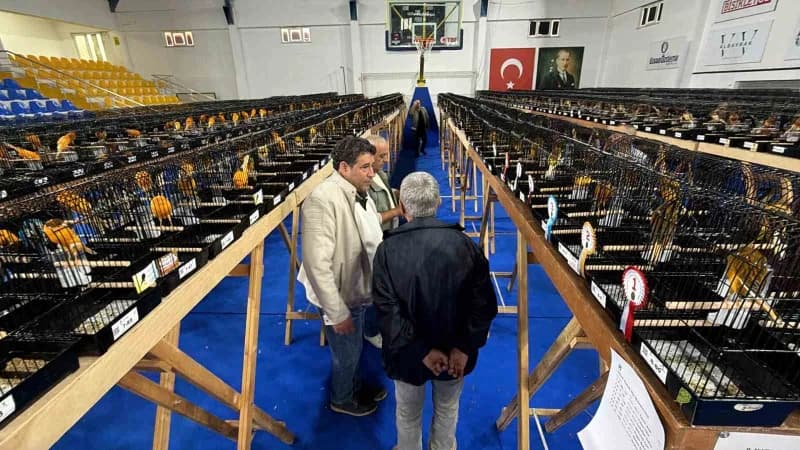 Edremit Yorkshire Kanarya Kulübü tarafından bu yıl 10'uncusu düzenlenen uluslararası Kanarya yarışması rekor katılımla t