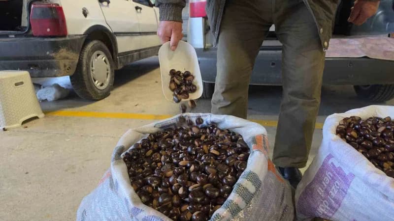 Düzce’nin coğrafi işaretli kuzu kestanesinin yeni sezon ürünleri pazara indi. Türkiye’nin 81 ilinden tüketici ve tüccarl