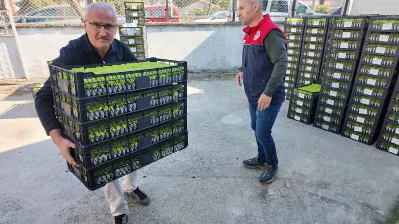 Düzce’de tarımsal üretimi artırmak ve çiftçilerin girdi maliyetlerini azaltmak amacıyla 139 üreticiye 207 bin 300 marul