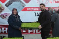 Düzce’de çiftçilere dağıtılan sertifikalı marul fideleri ve buğday tohumları töreni