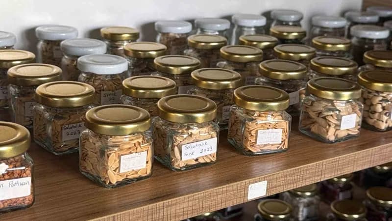 Balıkesir’in Edremit ilçesinde ata tohumlarının korunması ve gelecek kuşaklara aktarılması amacıyla yürütülen çalışmalar
