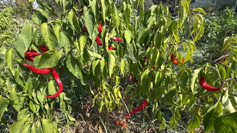Balıkesir’in Edremit ilçesinde ata tohumlarının korunması ve gelecek kuşaklara aktarılması amacıyla yürütülen çalışmalar