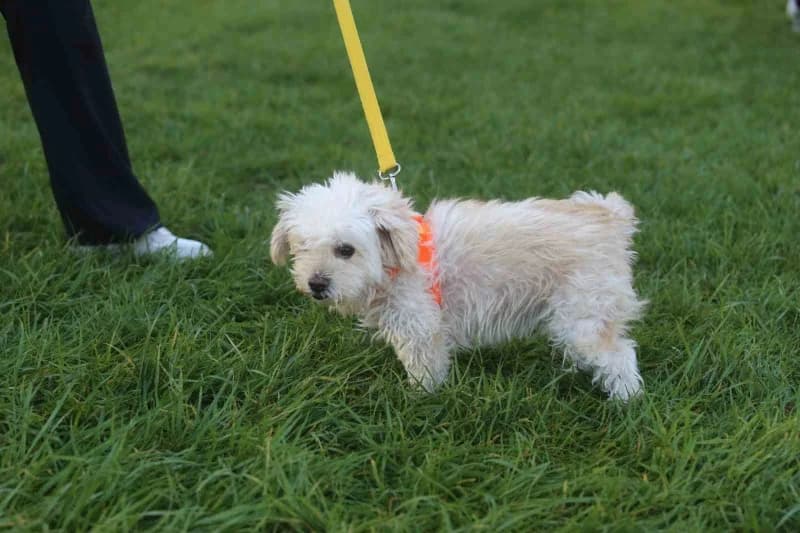 Bursa'da bu yıl 13'üncüsü düzenlenen Eker ı Run kapsamında ilk kez gerçekleştirilen "Köpeğinle Koş" etkinliği, yüzlerce