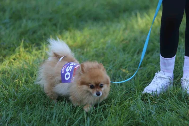 Bursa'da bu yıl 13'üncüsü düzenlenen Eker ı Run kapsamında ilk kez gerçekleştirilen "Köpeğinle Koş" etkinliği, yüzlerce