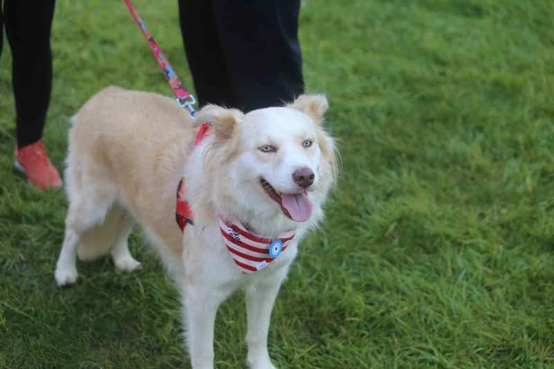 Bursa'da bu yıl 13'üncüsü düzenlenen Eker ı Run kapsamında ilk kez gerçekleştirilen "Köpeğinle Koş" etkinliği, yüzlerce