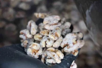 Elazığ’da badem şekerinden ilham alınarak üretilen cevizli şekerin sunumu