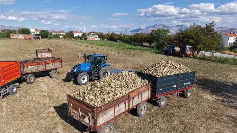 Elazığ’da çiftçiler şeker pancarı hasadı yaparken traktörlerle pancar taşıyor