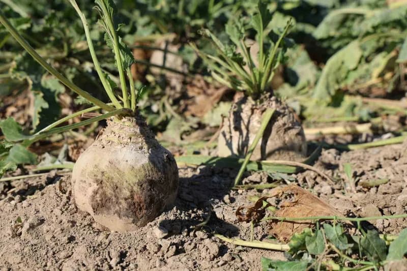 Elazığ Şeker Fabrikası’nda alım kampanyasının startının verilmesiyle birlikte, bölge çiftçilerinin önemli gelir kaynağı