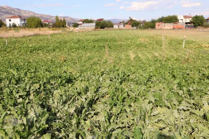 Elazığ Şeker Fabrikası’nda alım kampanyasının startının verilmesiyle birlikte, bölge çiftçilerinin önemli gelir kaynağı