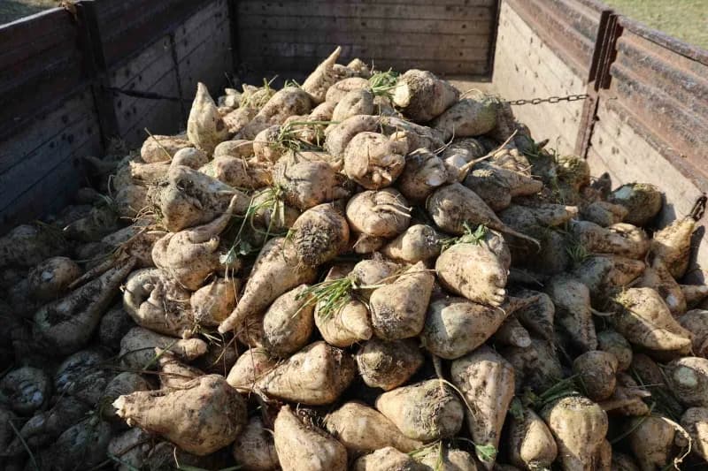 Elazığ Şeker Fabrikası’nda alım kampanyasının startının verilmesiyle birlikte, bölge çiftçilerinin önemli gelir kaynağı