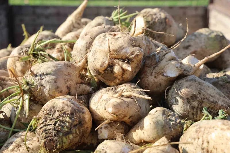 Elazığ Şeker Fabrikası’nda alım kampanyasının startının verilmesiyle birlikte, bölge çiftçilerinin önemli gelir kaynağı