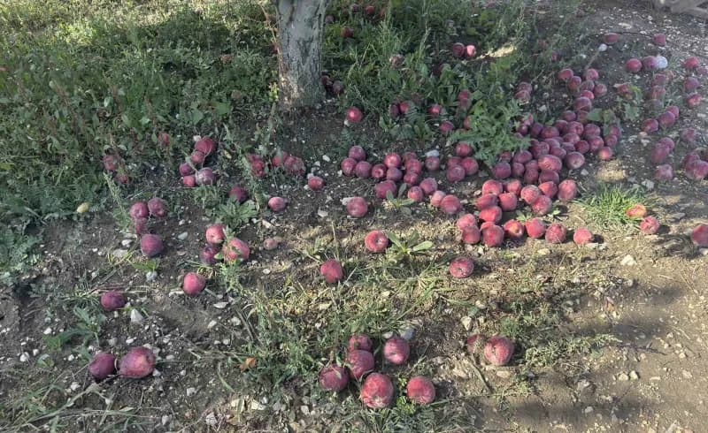 Antalya'nın Elmalı ilçesinde elma üreticileri, artan işçilik ve üretim maliyetleri nedeniyle zor günler geçiriyor.