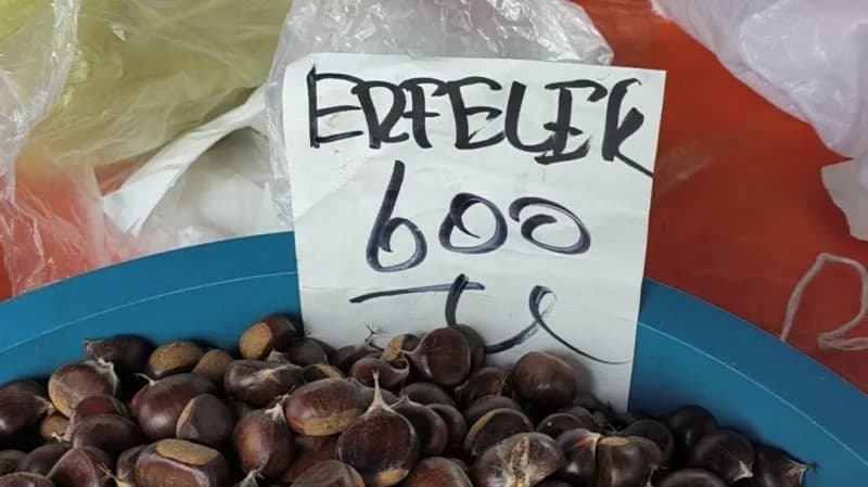 Türkiye’nin önemli kestane üretim merkezlerinden Sinop’un Erfelek ilçesinde kuzu kestanesi hasadı başladı. İnce kabuğu v