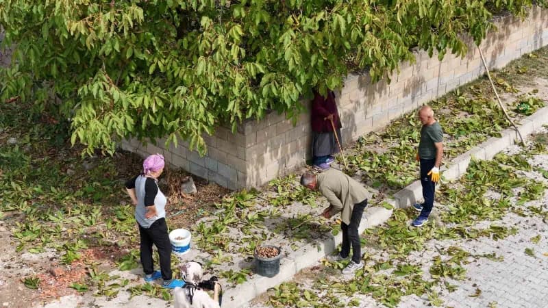 İnce kabuklu, dolu içli Erzincan cevizinde hasat zamanı