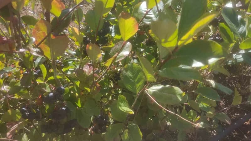 Eskişehir'de aronya yetiştiriciliği yapılıyor