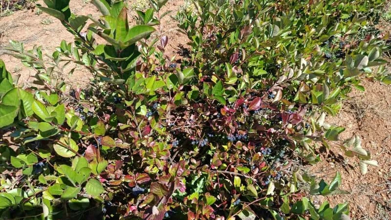 Eskişehir'de aronya yetiştiriciliği yapılıyor