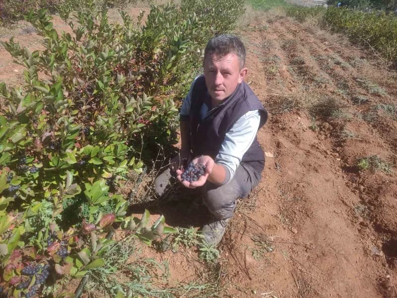 Eskişehir’de aronya meyvesi yetiştiren üretici Erdem Erçam tarlasında aronya bitkileri arasında